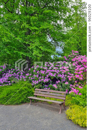 View of an empty wooden bench in the garden in spring. View of an empty wooden bench in the garden in spring. 96029100