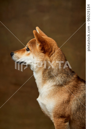 Profile view of beautiful golden color Shiba Inu dog posing isolated over dark vintage background. Concept of animal life, care, health and purebred pets. Profile view of beautiful golden color Shiba Inu dog posing isolated over dark vintage background. Concept of animal life, care, health and purebred pets. 96029184