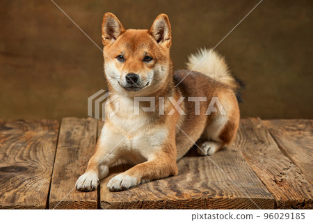 Portrait of beautiful golden color Shiba Inu dog posing isolated over dark vintage background. Concept of animal life, care, health and purebred pets. Portrait of beautiful golden color Shiba Inu dog posing isolated over dark vintage background. Concept of animal life, care, health and purebred pets. 96029185