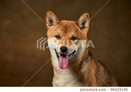 Closeup portrait of beautiful golden color Shiba Inu dog looking at camera isolated over dark vintage background. Concept of animal life, care, health and purebred pets. Closeup portrait of beautiful golden color Shiba Inu dog looking at camera isolated over dark vintage background. Concept of animal life, care, health and purebred pets. 96029186