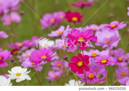 Autumn scene with blooming cosmos Autumn scene with blooming cosmos 96029200