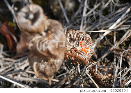 Hozuki which became mesh 96029304