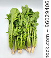 Radish leaf 96029406