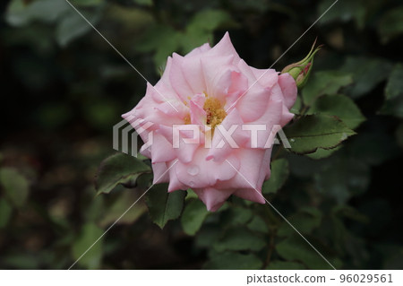 Arao City Ominous Citizen Flower Bed Rose Flower, 96029561