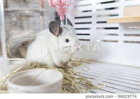 Chinchilla cute pet fur white hair fluffy and black eyes. Close-up animal rodent adorable tame ear grey looking at camera. Feline mammals are fluffy and playful. Chinchilla cute pet fur white hair fluffy and black eyes. Close-up animal rodent adorable tame ear grey looking at camera. Feline mammals are fluffy and playful. 96029774