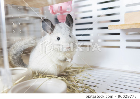 Chinchilla cute pet fur white hair fluffy and black eyes. Close-up animal rodent adorable tame ear grey looking at camera. Feline mammals are fluffy and playful. 96029775