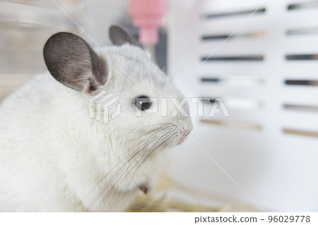 Chinchilla cute pet fur white hair fluffy and black eyes. Close-up animal rodent adorable tame ear grey looking at camera. Feline mammals are fluffy and playful. 96029778