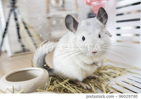 Chinchilla cute pet fur white hair fluffy and black eyes. Close-up animal rodent adorable tame ear grey looking at camera. Feline mammals are fluffy and playful. Chinchilla cute pet fur white hair fluffy and black eyes. Close-up animal rodent adorable tame ear grey looking at camera. Feline mammals are fluffy and playful. 96029780