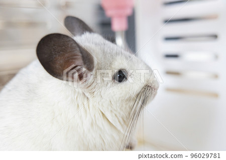 Chinchilla cute pet fur white hair fluffy and black eyes. Close-up animal rodent adorable tame ear grey looking at camera. Feline mammals are fluffy and playful. Chinchilla cute pet fur white hair fluffy and black eyes. Close-up animal rodent adorable tame ear grey looking at camera. Feline mammals are fluffy and playful. 96029781