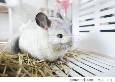 Chinchilla cute pet fur white hair fluffy and black eyes. Close-up animal rodent adorable tame ear grey looking at camera. Feline mammals are fluffy and playful. 96029785