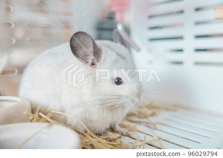Chinchilla cute pet fur white hair fluffy and black eyes. Close-up animal rodent adorable tame ear grey looking at camera. Feline mammals are fluffy and playful. Chinchilla cute pet fur white hair fluffy and black eyes. Close-up animal rodent adorable tame ear grey looking at camera. Feline mammals are fluffy and playful. 96029794