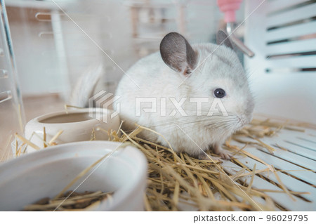 Chinchilla cute pet fur white hair fluffy and black eyes. Close-up animal rodent adorable tame ear grey looking at camera. Feline mammals are fluffy and playful. 96029795