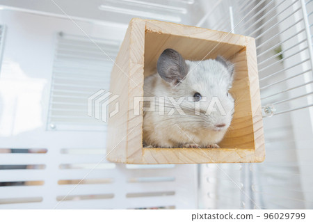 Chinchilla cute pet fur white hair fluffy and black eyes. Close-up animal rodent adorable tame ear grey looking at camera. Feline mammals are fluffy and playful. Chinchilla cute pet fur white hair fluffy and black eyes. Close-up animal rodent adorable tame ear grey looking at camera. Feline mammals are fluffy and playful. 96029799