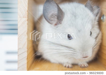 Chinchilla cute pet fur white hair fluffy and black eyes. Close-up animal rodent adorable tame ear grey looking at camera. Feline mammals are fluffy and playful. 96029800