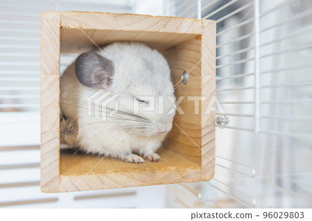Chinchilla cute pet fur white hair fluffy and black eyes. Close-up animal rodent adorable tame ear grey looking at camera. Feline mammals are fluffy and playful. 96029803