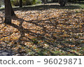 Branches of zelkova reflected in dead leaves 96029871