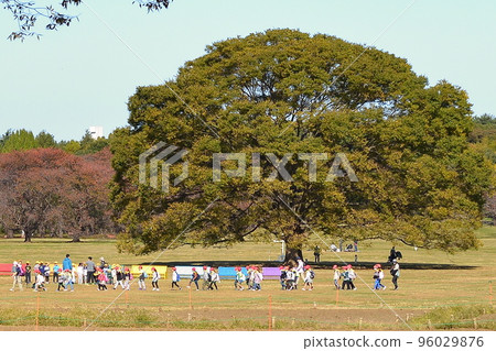 Children gathering in the trees in the field 96029876