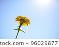 Face the sun and bloom! 96029877