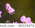 pink swaying cosmos 96029878