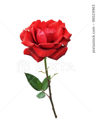 Red rose flower isolated on white 96029965