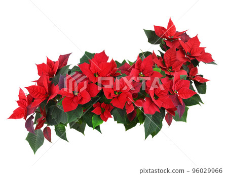 Christmas poinsettia red flowers in a floral wave isolated on white 96029966