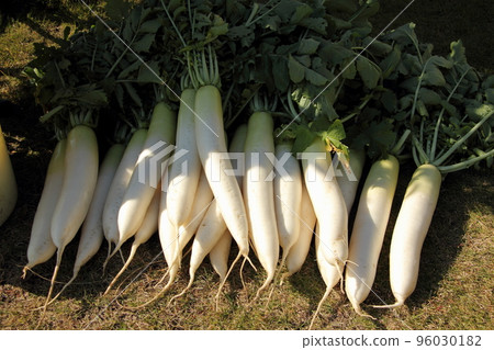 蘿蔔採收後用水洗淨 96030182
