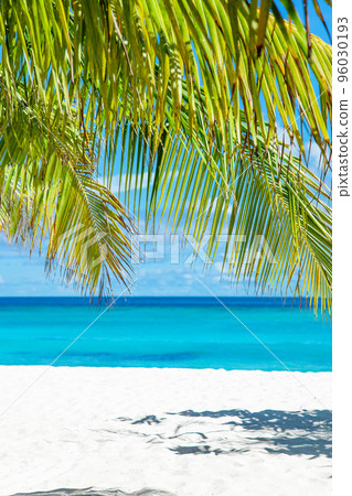 Maldive Islands Sand Beach and green palm foliage view 96030193