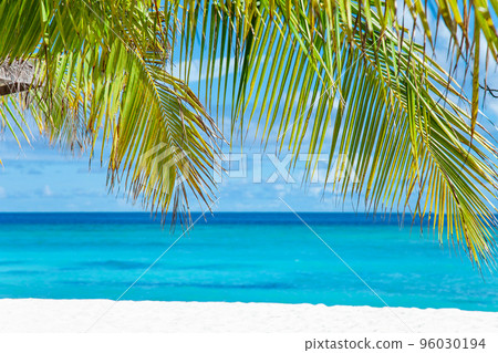 Maldive Islands Sand Beach and green palm foliage view 96030194
