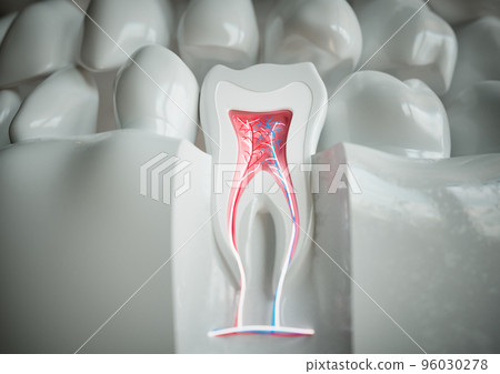 anatomy of a tooth with complete dentition on a white background - 3D Rendering anatomy of a tooth with complete dentition on a white background - 3D Rendering 96030278