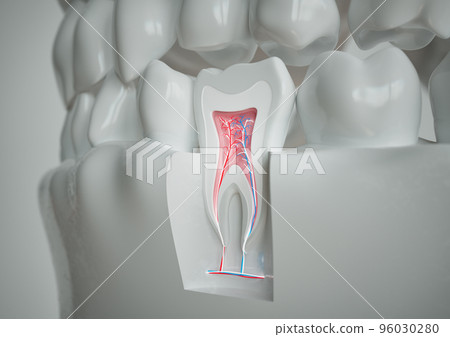 anatomy of a tooth with complete dentition on a white background - 3D Rendering 96030280