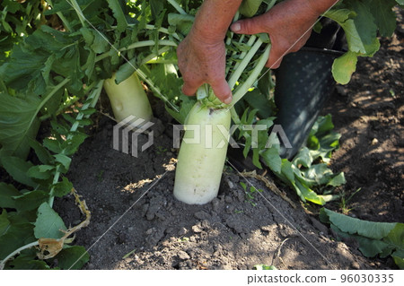 Harvest of radish 96030335