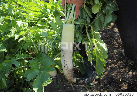 Harvest of radish Harvest of radish 96030336
