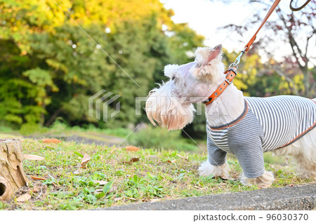 快樂地走的蘇格蘭梗（蘇格蘭梗）的配置文件 96030370