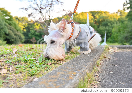 Scotch terrier walking (Scottish terrier) Scotch terrier walking (Scottish terrier) 96030373