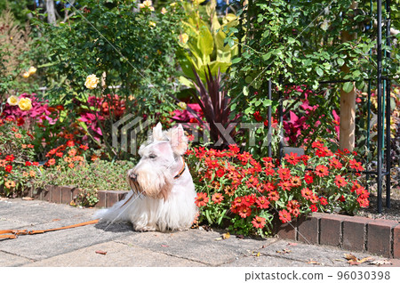 Scotch terrier sitting with a straight face (Scottish terrier) Scotch terrier sitting with a straight face (Scottish terrier) 96030398