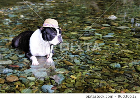 A Boston terrier with a straw hat staring cutely at the shallow waters of the Tokigawa River in Tokigawa Town, a popular spot for playing in the river♡Mighty-kun♡ 96030512