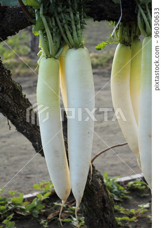 Hay radish 96030633
