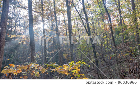 The dawn of the forest, the image of autumn colors The dawn of the forest, the image of autumn colors 96030960