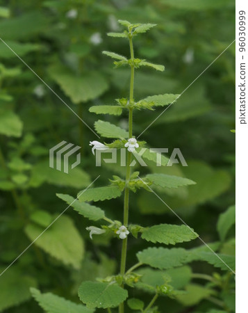 香蜂草花 96030999