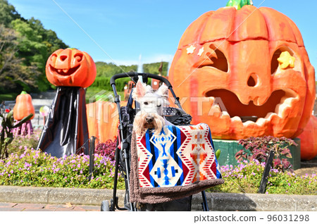 Scottish Terrier Halloween Event (Scottish Terrier) Musashi Kyuryo National Government Park Scottish Terrier Halloween Event (Scottish Terrier) Musashi Kyuryo National Government Park 96031298
