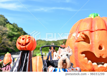 Scottish Terrier Halloween Event (Scottish Terrier) Musashi Kyuryo National Government Park 96031299