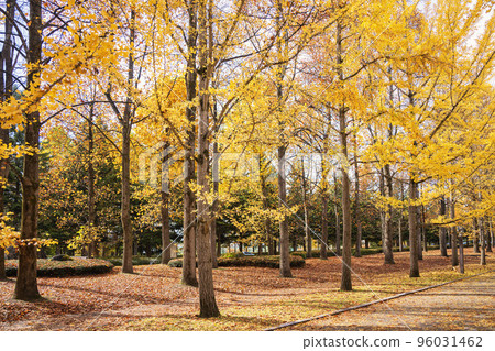Ginkgo trees at Yamagata Comprehensive Athletic Park Tendo City, Yamagata Prefecture 96031462