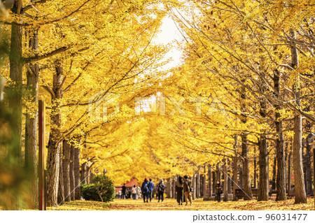 Ginkgo trees at Yamagata Comprehensive Athletic Park Tendo City, Yamagata Prefecture Ginkgo trees at Yamagata Comprehensive Athletic Park Tendo City, Yamagata Prefecture 96031477