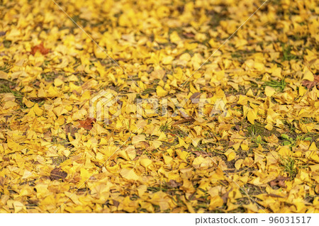 Yamagata Prefectural Sports Park Fallen Leaves Tendo City, Yamagata Prefecture 96031517