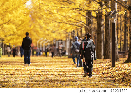 A row of ginkgo trees in Yamagata Prefectural Sports Park, back view of a woman, Tendo City, Yamagata Prefecture A row of ginkgo trees in Yamagata Prefectural Sports Park, back view of a woman, Tendo City, Yamagata Prefecture 96031521