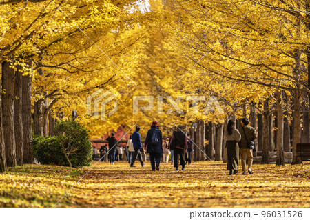 Ginkgo trees at Yamagata Comprehensive Athletic Park Tendo City, Yamagata Prefecture 96031526