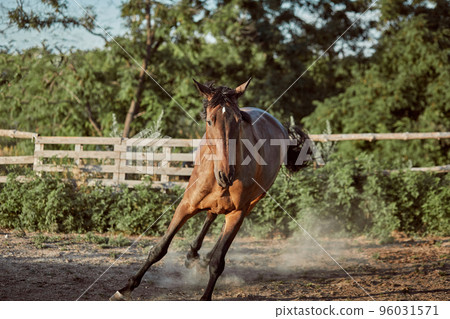 Horse running in the paddock on the sand in summer 96031571