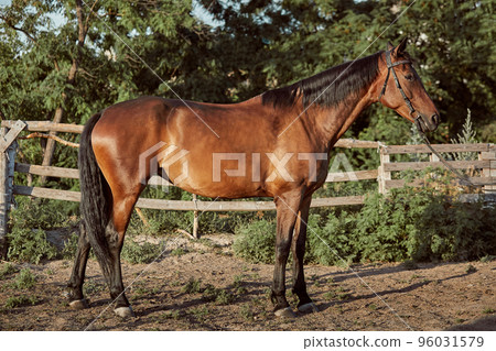 Handsome horse in the paddock. Farm. Ranch. 96031579