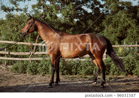 Handsome horse in the paddock. Farm. Ranch. 96031587
