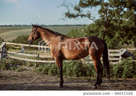 Handsome horse in the paddock. Farm. Ranch. 96031588